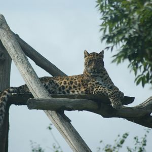 North Chinese Leopard Male