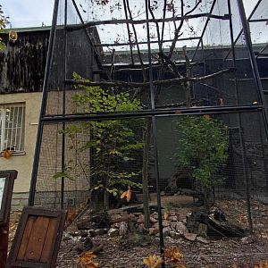 Laughing kookaburra aviary