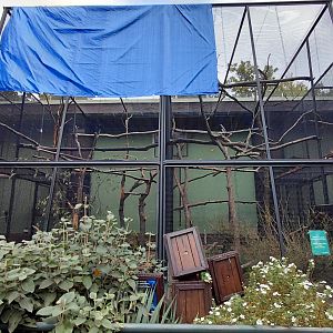 Future Blyth's hornbill aviary