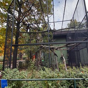 Starling + curassow aviary