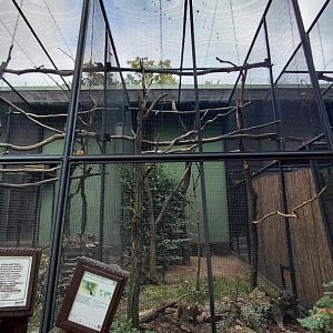 Palm cockatoo aviary
