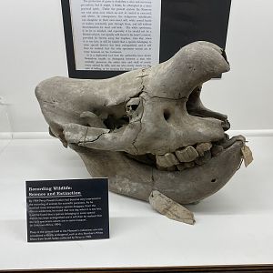 Northern White Rhinoceros (Ceratotherium simum cottoni) Skull at the Powell-Cotton Museum