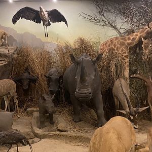 Northern White Rhinoceros (Ceratotherium simum cottoni) Taxidermy at the Powell-Cotton Museum