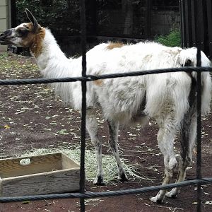 Llama (Lama glama) - Yumemigasaki Zoological Park October 12, 2025