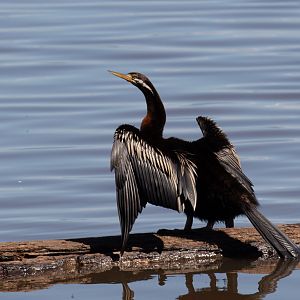Australian Darter