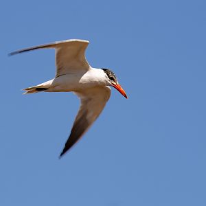 Caspian Tern