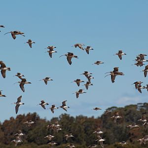 Curlews and Godwits