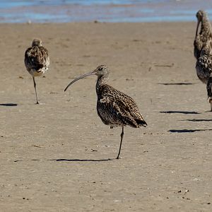 Eastern Curlew