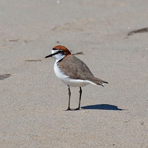 Red-capped Plover