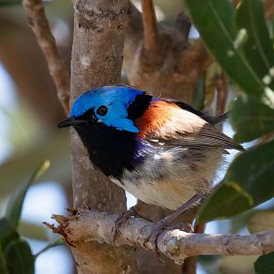 Variegated Fairy Wren