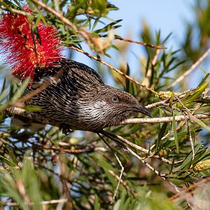 Little Wattlebird