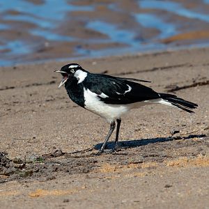 Magpie-lark