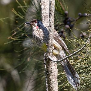 Red Wattlebird