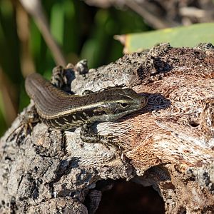 Eastern Water Skink