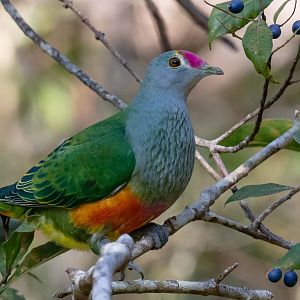 Rose-crowned Fruit-dove