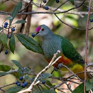 Rose-crowned Fruit-dove