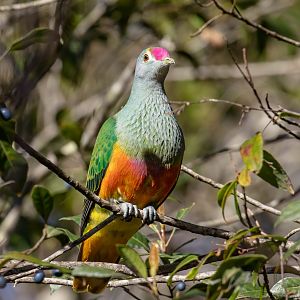 Rose-crowned Fruit-dove