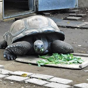 Aldabra Giant Tortoise (Aldabrachelys gigantea) - Yumemigasaki Zoological Park October 12, 2025