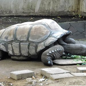 Aldabra Giant Tortoise (Aldabrachelys gigantea) - Yumemigasaki Zoological Park October 12, 2025