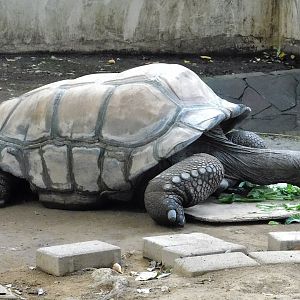 Aldabra Giant Tortoise (Aldabrachelys gigantea) - Yumemigasaki Zoological Park October 12, 2025