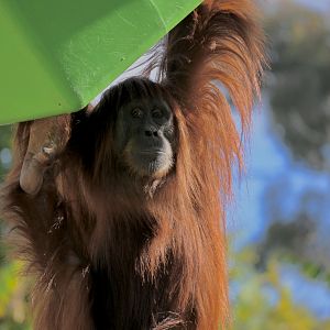 Teliti 2025-Updated Photo