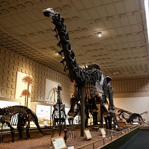 Brontosaurus excelsus, Holotype (YPM 1980)