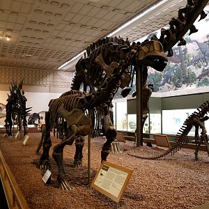 Camarasaurus lentus, Holotype (YPM 1910)
