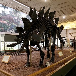 Stegosaurus ungulatus, Holotype (YPM 1853)