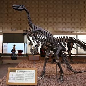 Camptosaurus dispar (YPM 1880)