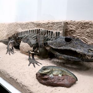 Eryops megacephalus