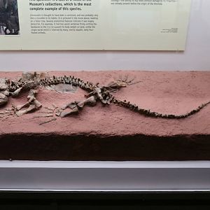 Limnoscelis paludism, Holotype (YPM 811)