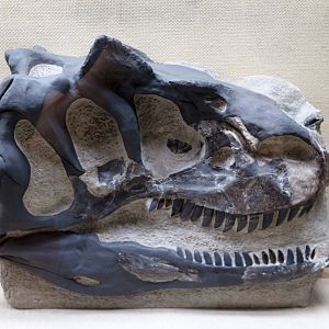 “Antrodemus” Skull