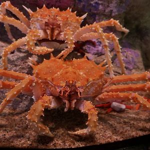 California King Crab (Paralithodes californiensis)
