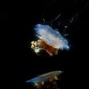 Lion's Mane Jellyfish (Cyanea capillata)