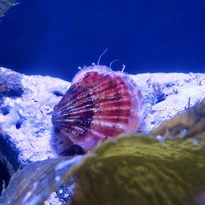 Spear Scallop (Chlamys hastata)