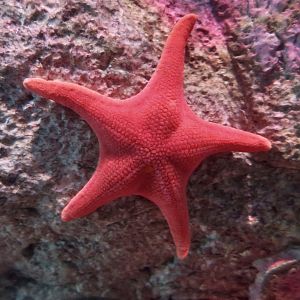 Vermilion Starfish (Mediaster aequalis)