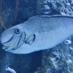 Bulbnose Unicornfish (Naso tonganus)