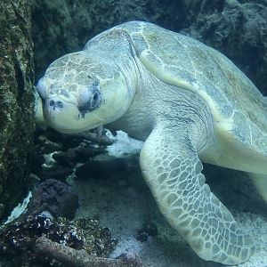 Olive Ridley Sea Turtle (Lepidochelys olivacea)
