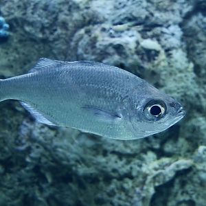 Strange-Tailed Flagtail (Kuhlia xenura)