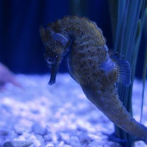 White's Seahorse (Hippocampus whitei)