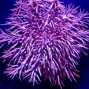 Crown-of-Thorns Starfish (Acanthaster planci)