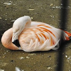 Chilean Flamingo (Phoenicopterus chilensis) - Yumemigasaki Zoological Park October 12, 2025