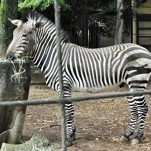Hartmann's Mountain Zebra (Equus zebra hartmannae) - Yumemigasaki Zoological Park October 12, 2025