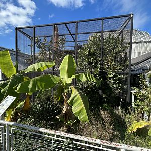 Emperor Tamarin Exhibit - Palm House