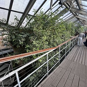 Bird Walkthrough - Palm House