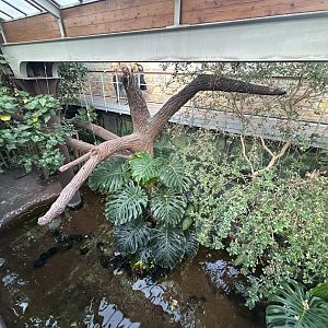 American Alligator Exhibit - Palm House