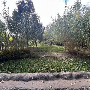 Giant Anteater Exhibit