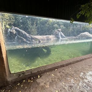 Giant Otter Exhibit