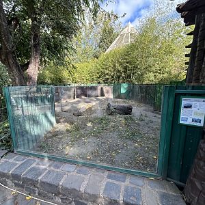 Common Wombat Exhibit