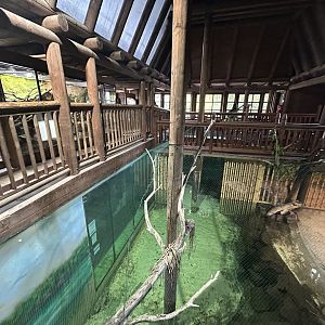 American Alligator House